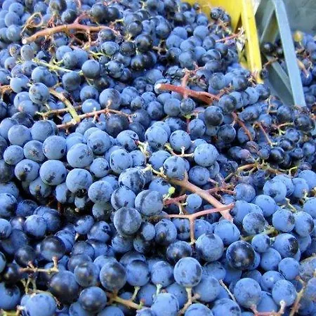 Antica Quercia