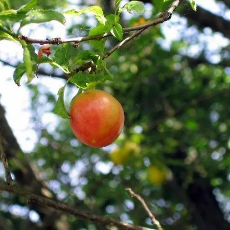 Farm stay Antica Quercia